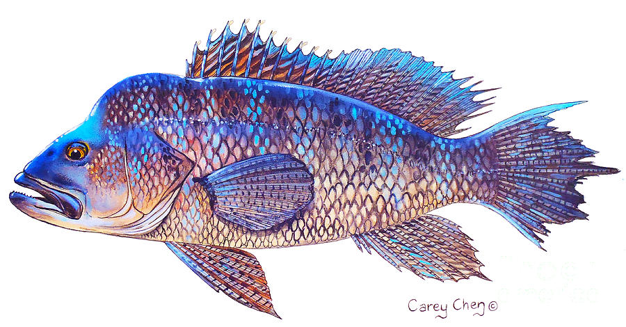 Sea Bass Painting by Carey Chen