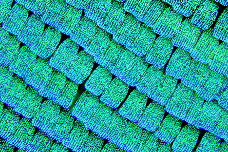 Sea Green Swallowtail Butterfly Wing Scales #2 Photograph by Karl Gaff / Science Photo Library