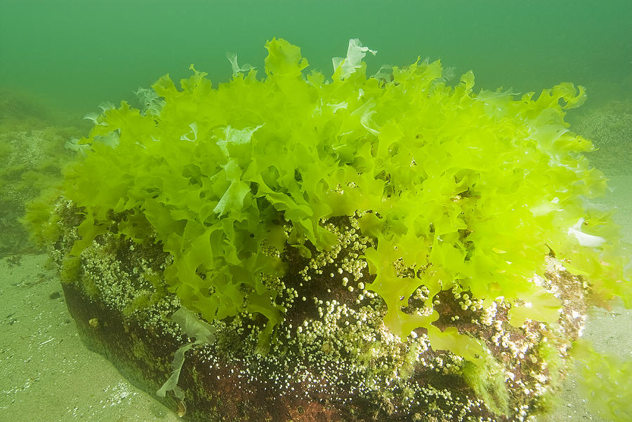 Sea Lettuce Photograph by Andrew J. Martinez
