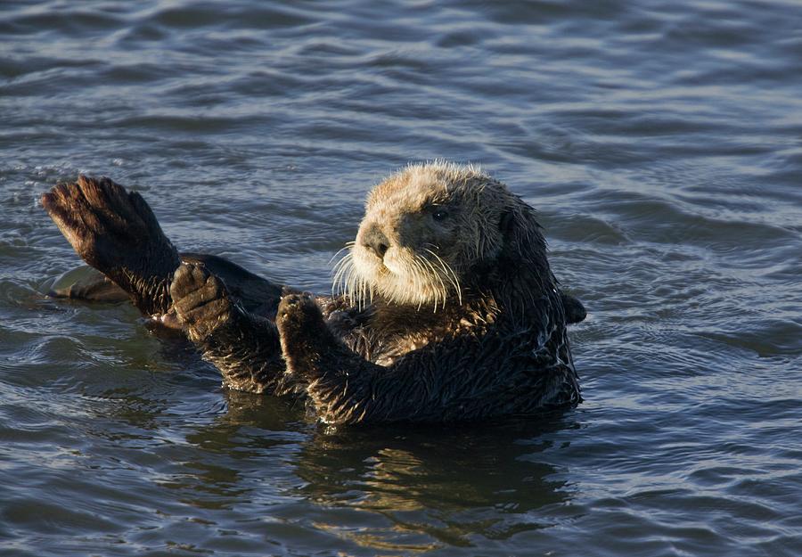 Sea Otter Photograph by Bob Gibbons/science Photo Library | Fine Art ...