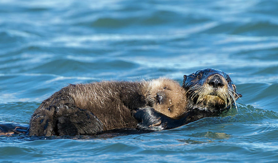 Sea Otter Enhydra Lutris Photograph By Josh Miller Pixels