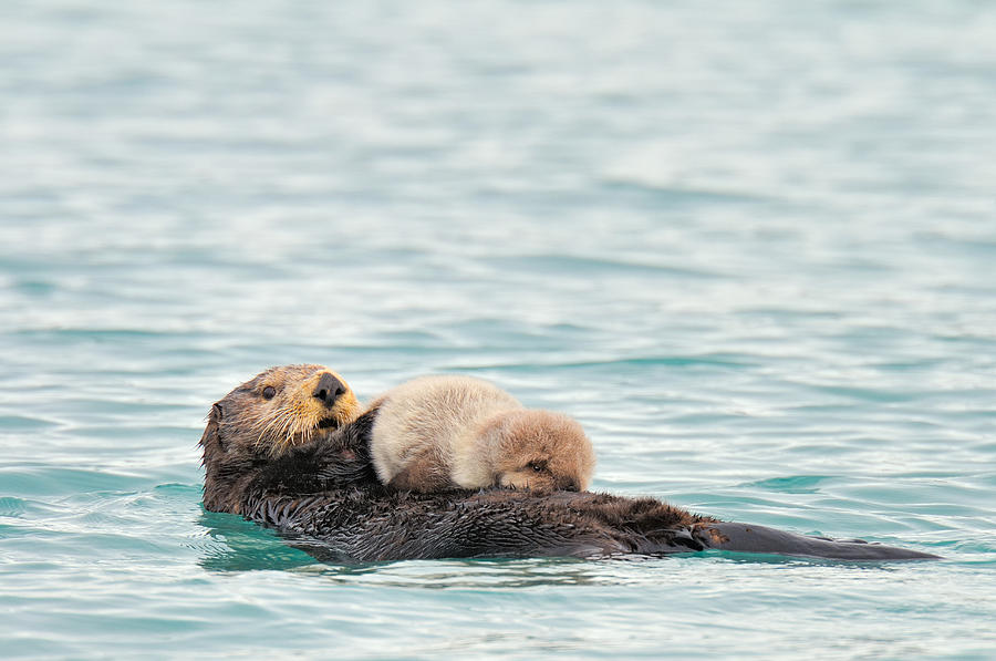 Sea Otter With Pup Photograph by Thomas And Pat Leeson - Fine Art America