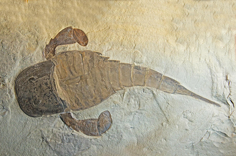 Sea Scorpion Fossil Photograph by Millard H. Sharp - Pixels