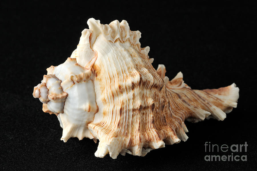 Still Life Photograph - Sea shell #8 by George Atsametakis