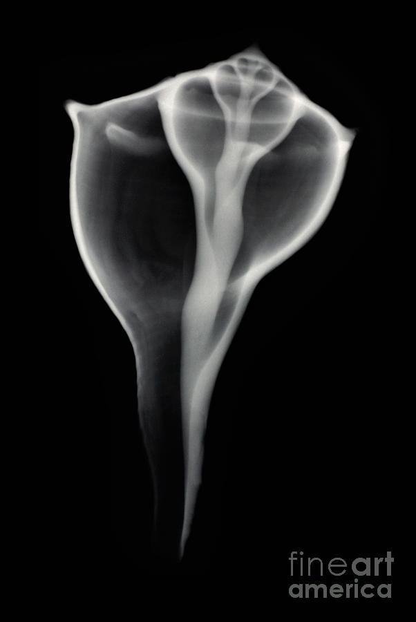 Shell Photograph - Sea Shell, X-ray #2 by Scott Camazine