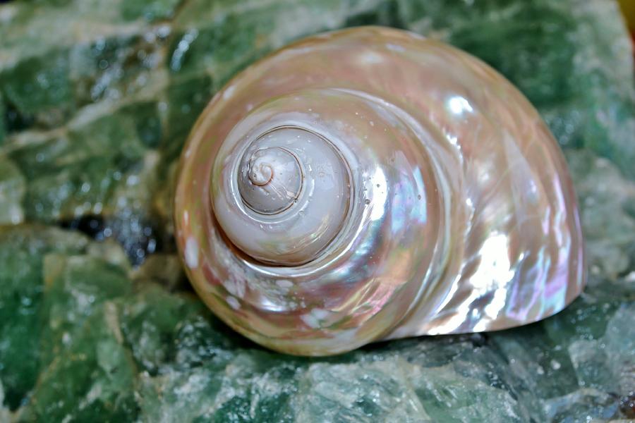 giant sea snail