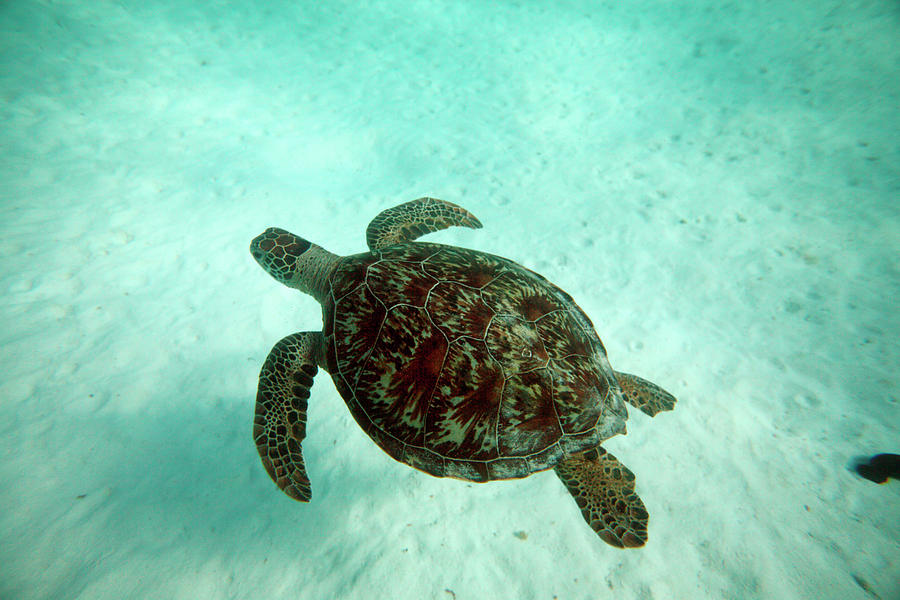 Sea Turte Swimming Underwater Near Lady Photograph by Logan Mock ...