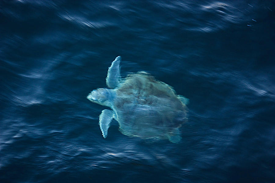 Sea Turtle Photograph by Tammy Schneider