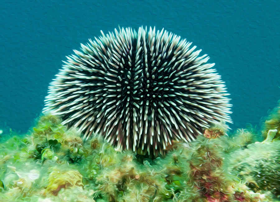 Sea Urchin Digital Art by Roy Pedersen - Fine Art America