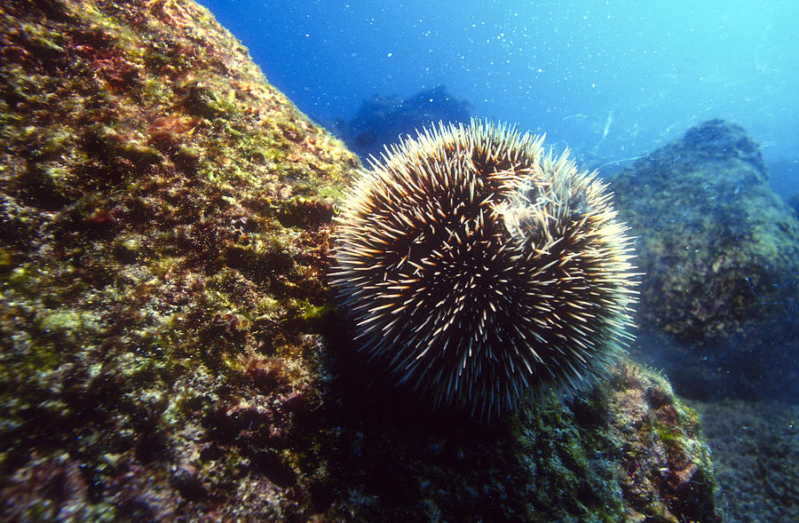 Sea Urchin Spawning #2 Photograph by Greg Ochocki