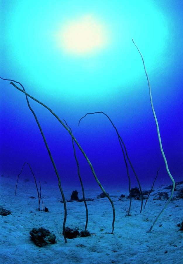 Sea Whips #2 Photograph by Matthew Oldfield/science Photo Library