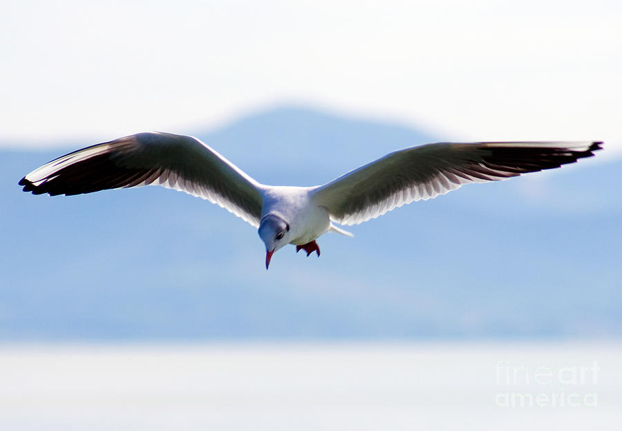 Seagull In Flight #2 Photograph by Tim Holt