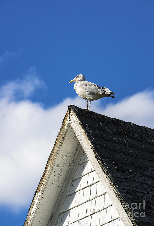 Bird Photograph - Seagull #2 by John Greim