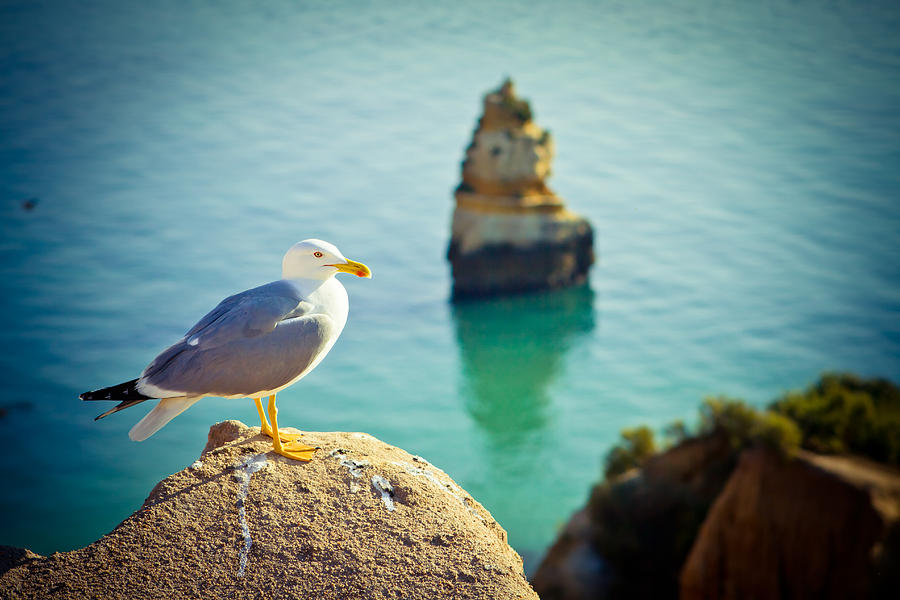 Seagull On The Rock #2 Photograph by Raimond Klavins