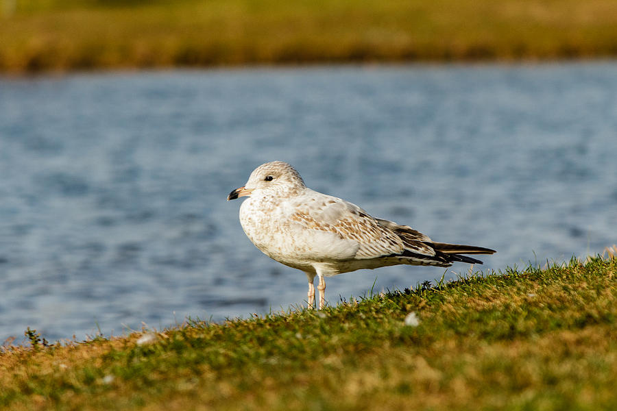Seagull Photograph - Seagull #2 by SAURAVphoto Online Store