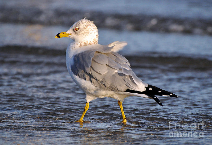 Seagull #1 Photograph by Savannah Gibbs