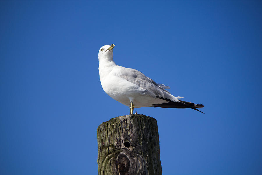 Seagull #2 Photograph by Susan Jensen