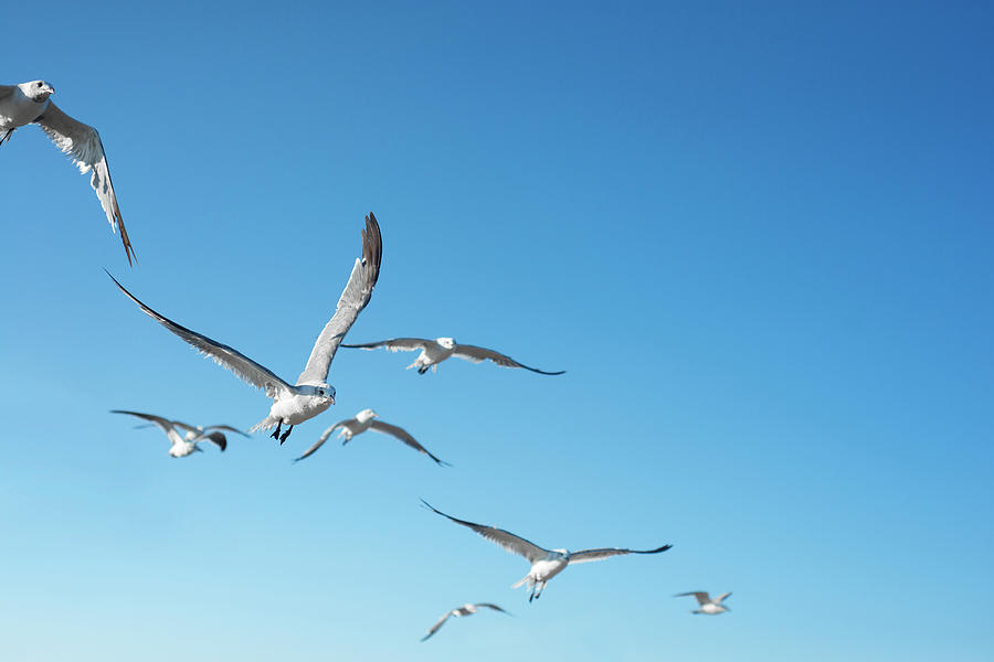 Seagulls In Flight #2 Photograph by Olga Melhiser Photography