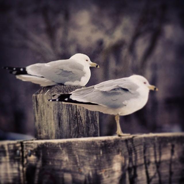 Bird Photograph - 2 Seagulls Sitting On A Fence @ The by Sikena Khadija