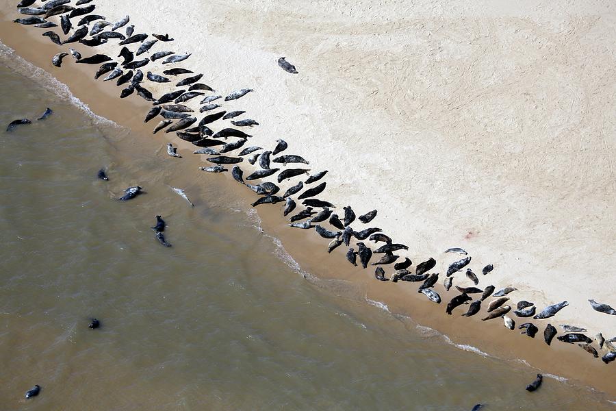 Seals On Beach Scroby Sands Photograph by Victor De Schwanberg | Fine ...