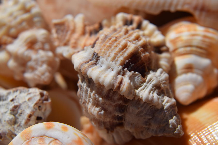 Seashells #2 Photograph by Curtis Krusie