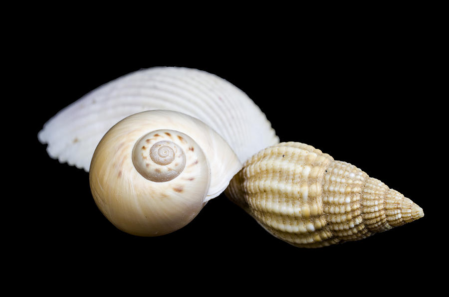 Seashells #2 Photograph by Paulo Goncalves