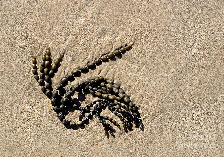 Seaweed on beach #2 Photograph by Steven Ralser