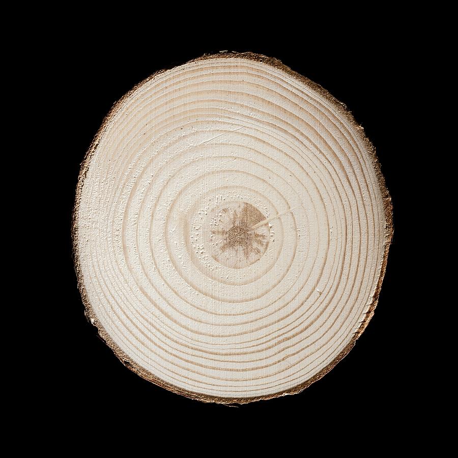 Section Through Red Pine Trunk #2 Photograph by Science Photo Library