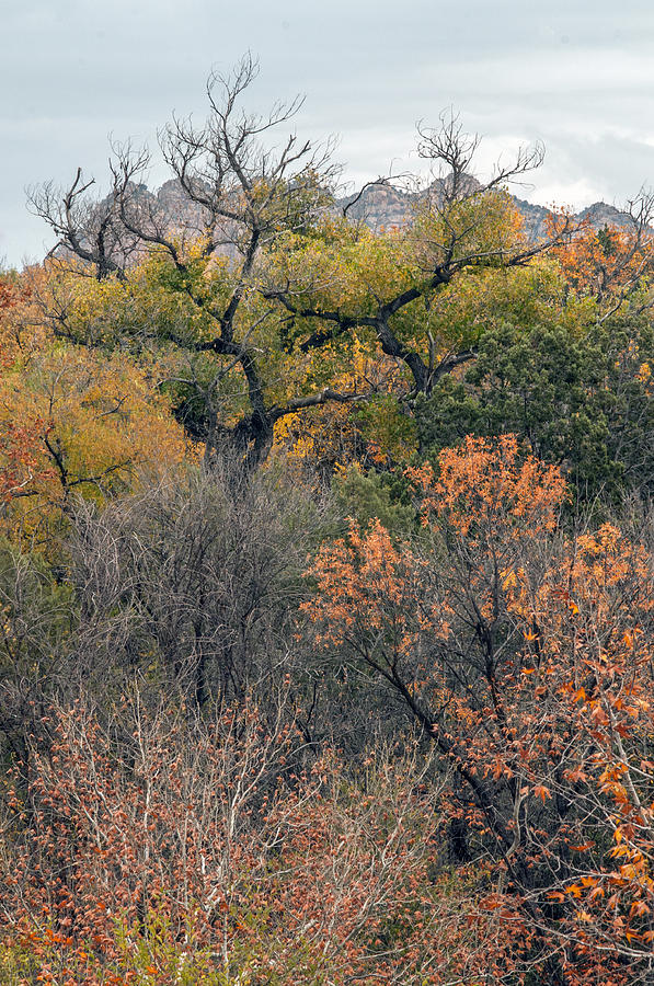 Landscape Photograph - Sedona Fall Color #2 by Tam Ryan