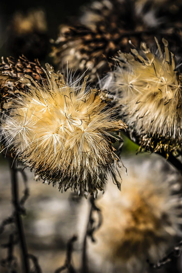 Nature Photograph - Seeds #2 by Chris Smith
