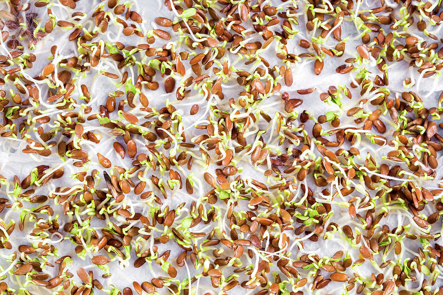 Seeds Sprouting In Lab #2 Photograph by Wladimir Bulgar
