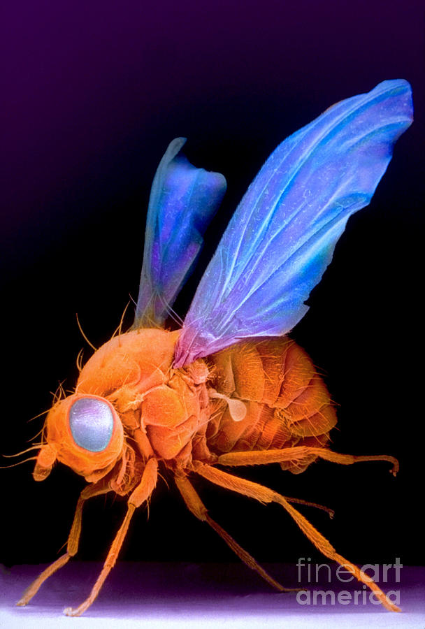 Sem Of A Fly Drosophila #2 Photograph by David M. Phillips