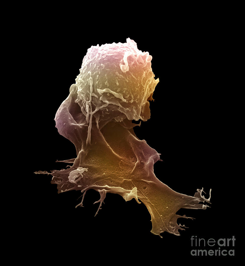 Sem Photograph - Sem Of A Macrophage #2 by David M. Phillips