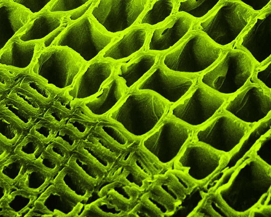 Sem Of Spring And Summer Xylem #2 Photograph by Alice J. Belling