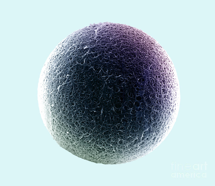Egg Photograph - Sem Of The Surface Of The Zona Pellucida #2 by David M. Phillips