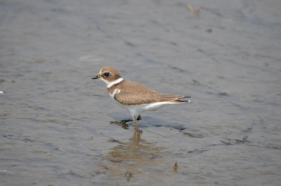 Semipalmated Plover #2 Photograph by James Petersen