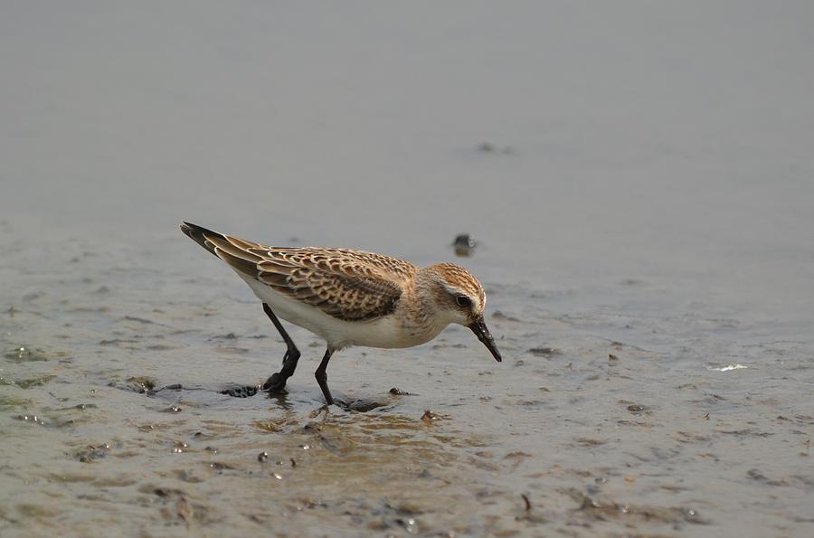 Semipalmated Sandpiper #2 Photograph by James Petersen