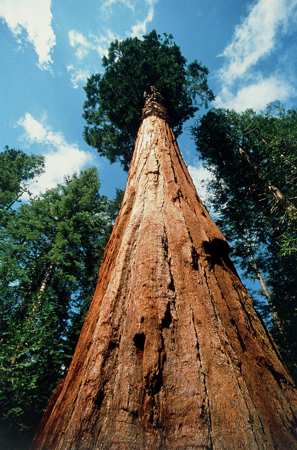 Sequoia Tree #2 Photograph by Tony Craddock/science Photo Library