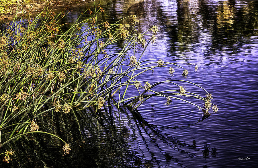 Nature Photograph - Serenity #2 by Madeline Ellis