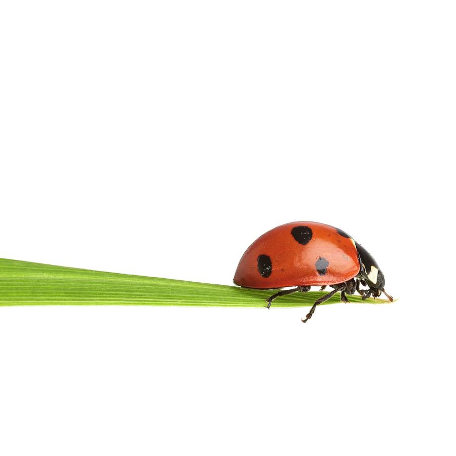 Seven-spot Ladybird Photograph by Science Photo Library
