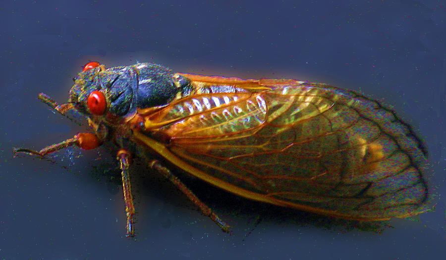 Insects Photograph - Seventeen Year Cicada #2 by Richard Singleton