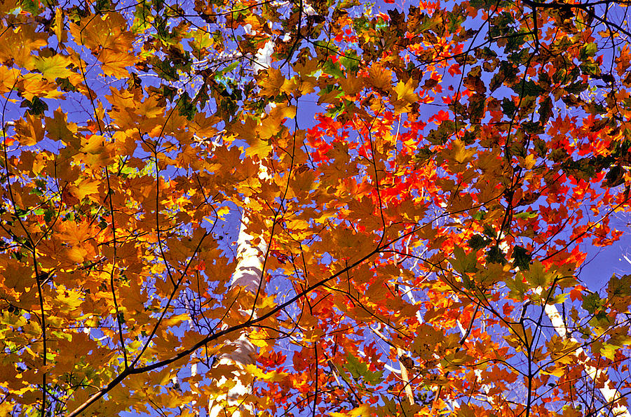 Shades of Fall #2 Photograph by Dennis Bucklin