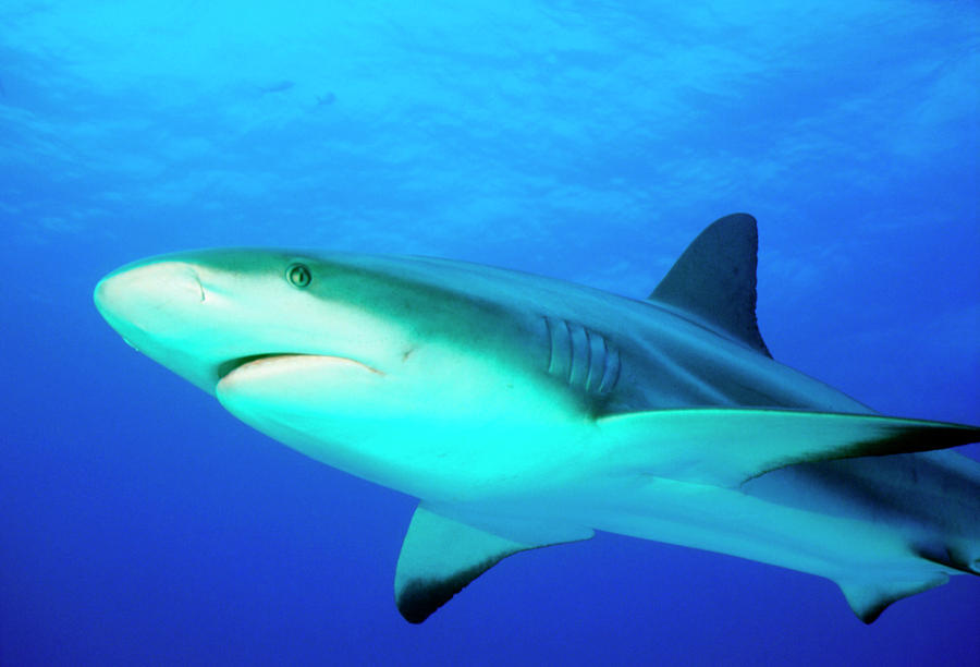 Shark #2 Photograph by Rudiger Lehnen/science Photo Library