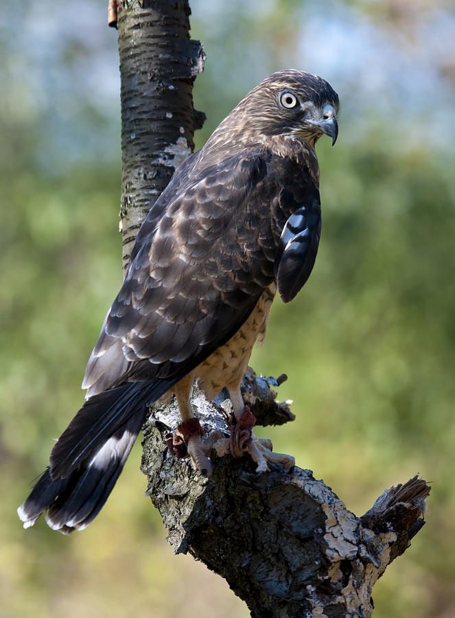 Sharp-shinned Hawk Photograph by Paul Cannon - Fine Art America