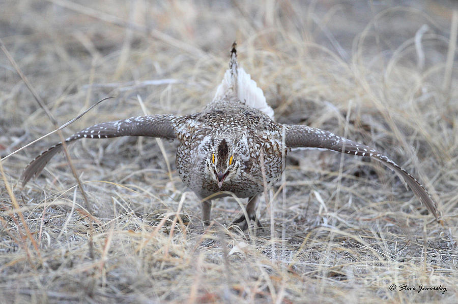 Sharp Tailed Grouse #2 Photograph by Steve Javorsky