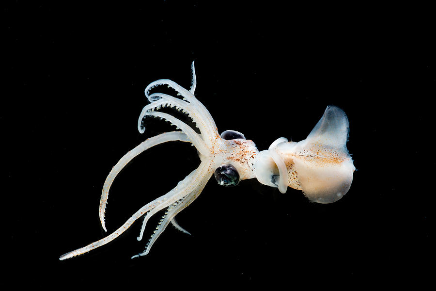 Sharpear Enope Squid Ancistrocheirus Photograph by Danté Fenolio - Pixels