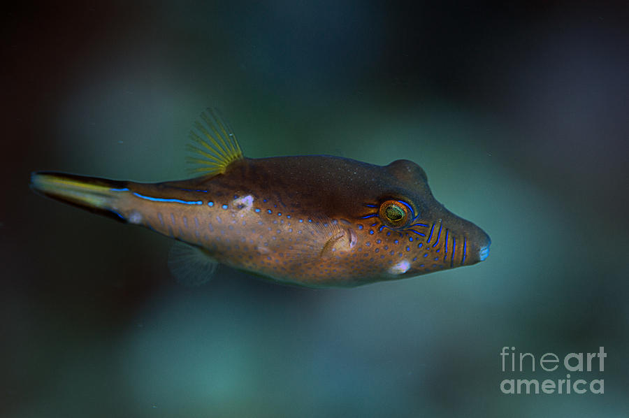 Fish Photograph - Sharpnose Puffer #3 by JT Lewis