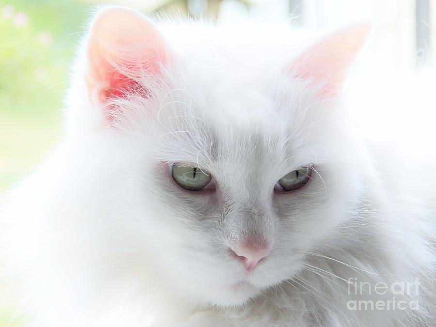 Cat Photograph - She #2 by Judy Via-Wolff