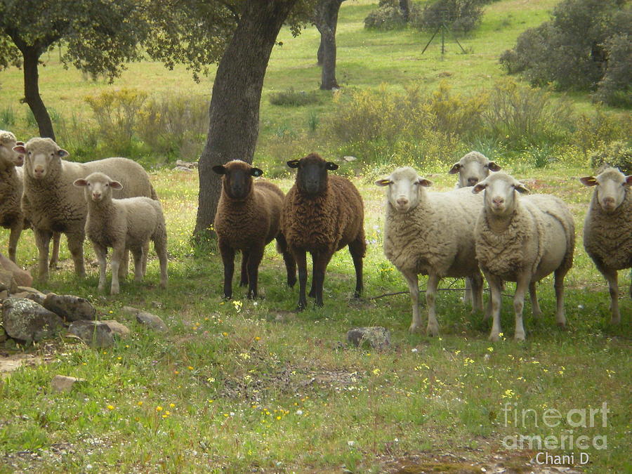 Sheep in Extremadura #2 Photograph by Chani Demuijlder
