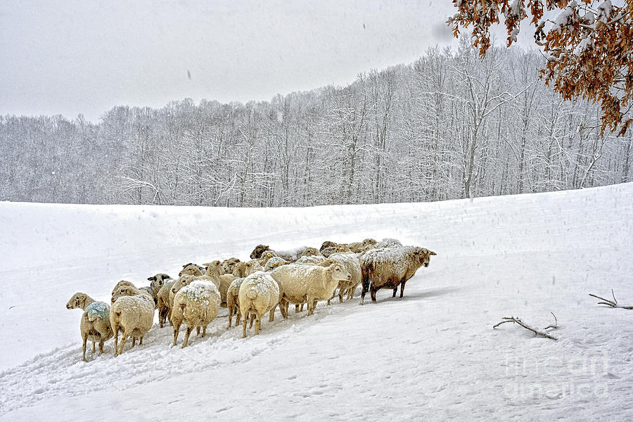 Sheep in Snow #2 Photograph by Thomas R Fletcher